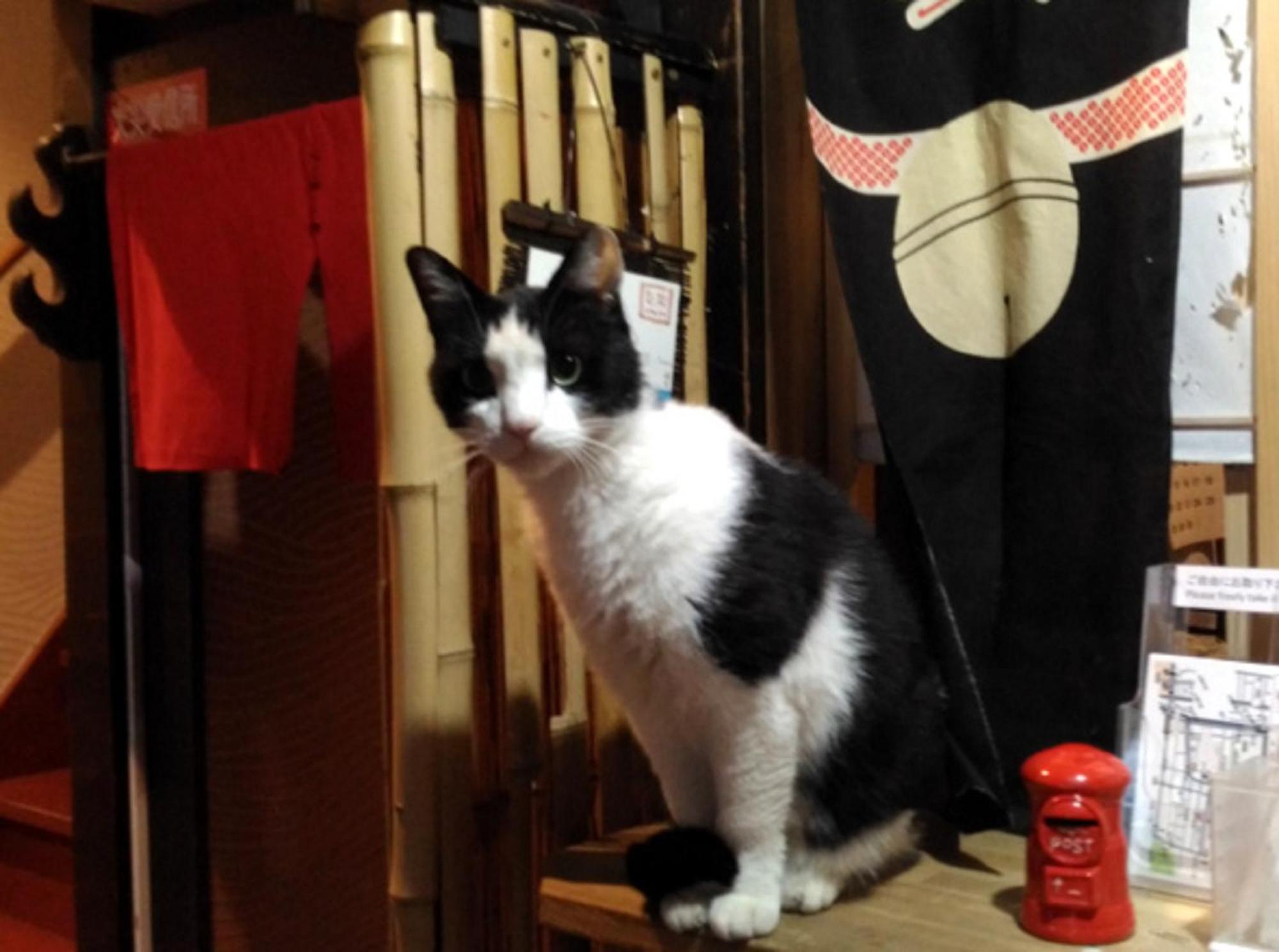 Kyoto Shirakawa Kiraku Inn Εξωτερικό φωτογραφία